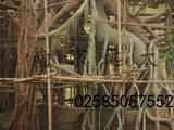 水泥榕树体上色现场